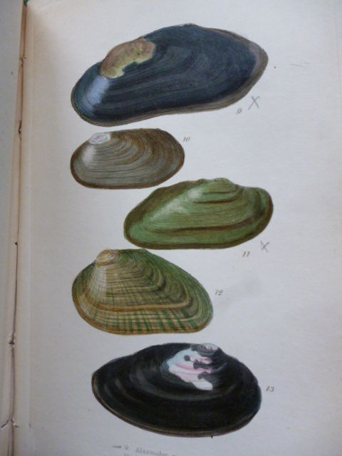 Natural Shell Structures Examples