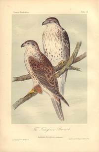 image of The Ferruginous Buzzard: Archibuteo ferrugineus