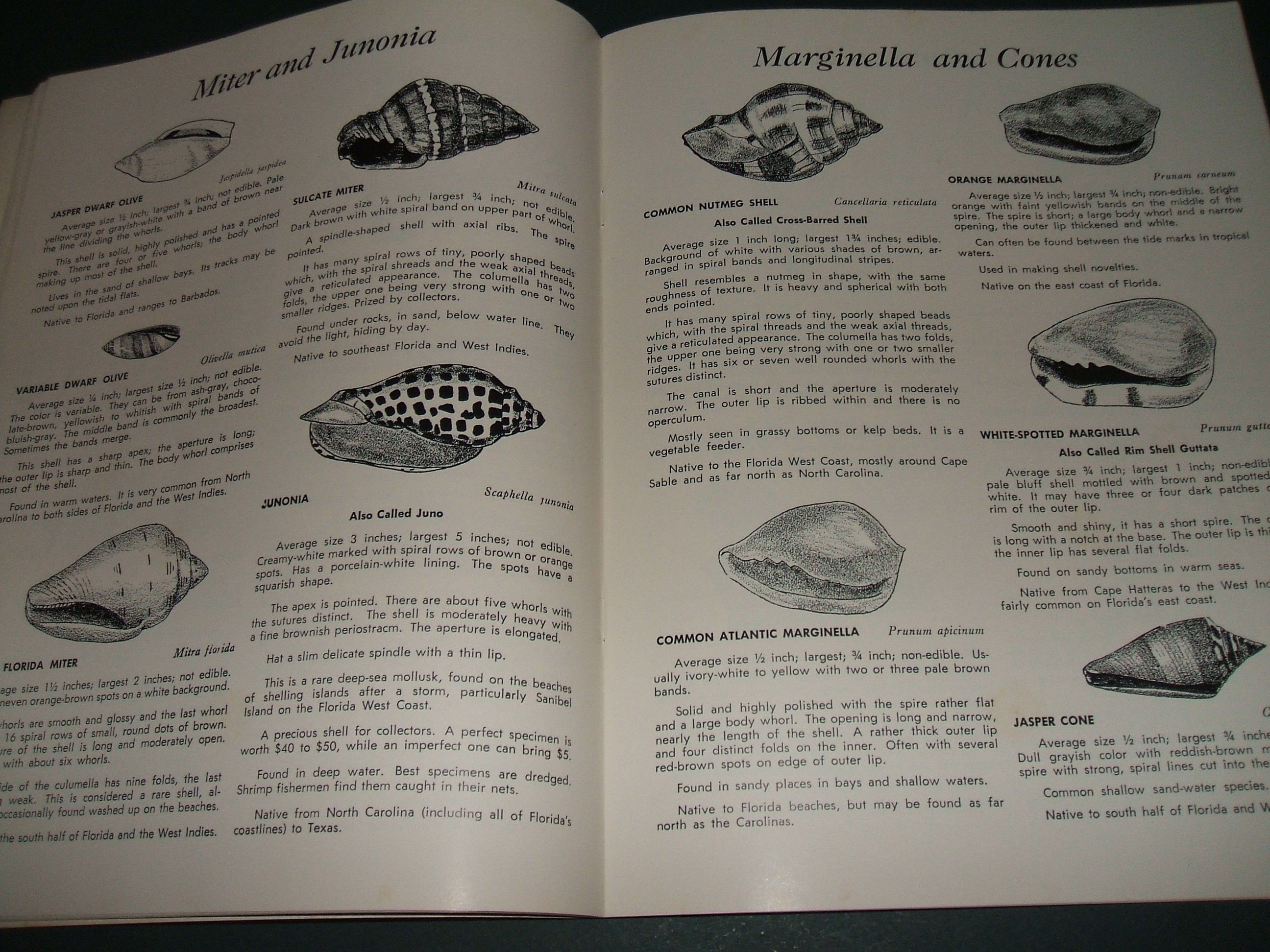 BIBLIO Dictionary of Shells by Siekman Lula Paperback 1964