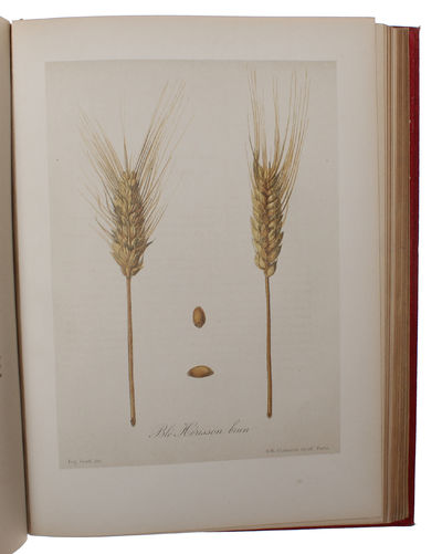 Les Meilleurs Blés. Description et Culture des Principales Variétés de Froments D'Hiver et de Printemps. (photo 5)