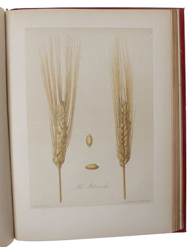 Les Meilleurs Blés. Description et Culture des Principales Variétés de Froments D'Hiver et de Printemps. (photo 6)
