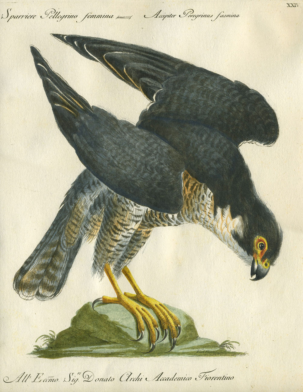 Sparriere Pellegrino Femmina Plate Xxiv Engraving From Storia Naturale Degli Uccelli Trattata Con Metodo E Adornata Di Figure Intagliate In Rame E
