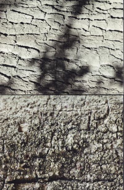 A ConVERSEation on Trees. 1-2.