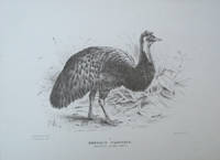 Proof plate of the Kangaroo Island Emu from the &quot;Birds of Australia&quot;,  Dromaeus Parvulus de Mathews, G. M.   J. G. Keulemans, H. Gronvold - 1911