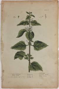 White Archangel Dead Nettle; Eliz. Blackwell delin. sculp. et. Pinx