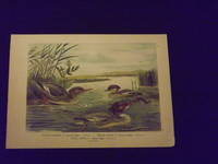 Naturgeschichte der Vogel Mitteleuropas…