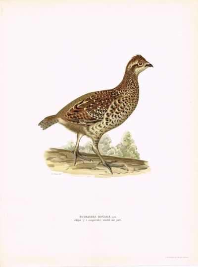Tetrastes bonasia. Järpe i ungdräkt, slutet av…