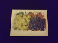 The Fruit Grower's Guide: Grapes.