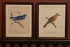 [AMERICAN SONGBIRDS]. Two framed original chromolithographs from the Zoology / Ornithology section of the "Reports of explorations and surveys to ascertain the most practicable and economic route for a railroad from the Mississippi River to the Pacific Ocean