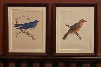 [AMERICAN SONGBIRDS]. Two framed original chromolithographs from the Zoology / Ornithology section of the "Reports of explorations and surveys to ascertain the most practicable and economic route for a railroad from the Mississippi River to the Pacific Ocean