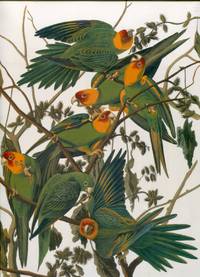 image of Audubon's Birds of America