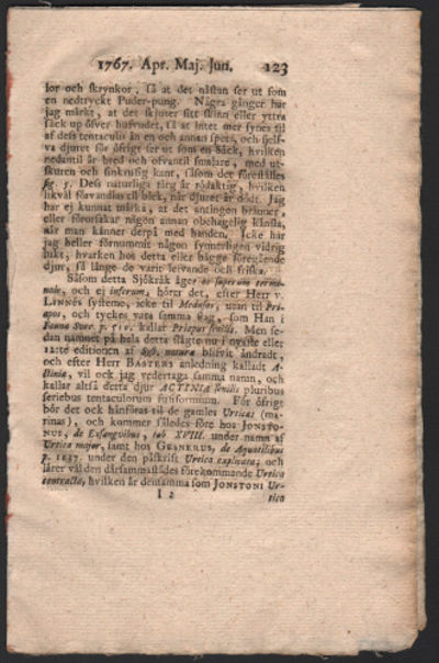 CORINTHISKA RÄTTIKAN, Raphanus sativus gongylodes.