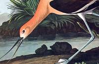 American Avocet. From 