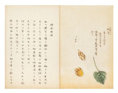 Illustrated manuscript on paper, entitled “Hansho [or Bansho] kai” [“Ryukyu Potatoes Explained”]