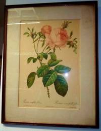 PRINTS OF ROSES by P. J REDOUTE - from BOOKLOVERS PARADISE (SKU: 11826)