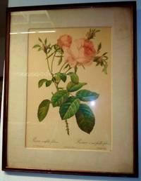 PRINTS OF ROSES