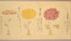 [hand scroll - makimono 巻き物] [Chrysanthemum Scroll]