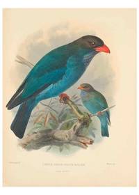 cover of Reproducción/Reproduction 48706590867: A monograph of the Coraciidae, or family of the rollers.. Kent,The author,1893..