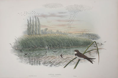 Cotyle Riparia. Sand-Martin Young.