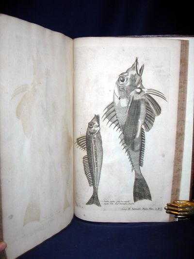 De Historia Piscum Libri Quatuor, Jussu &…
