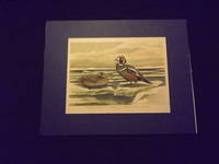 Naturgeschichte der Vogel Mitteleuropas…