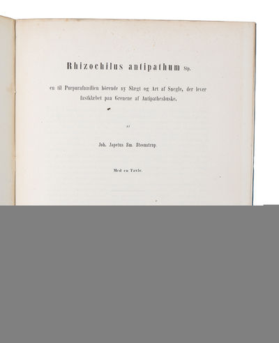 Rhizochilus antipathum Stp. en til…
