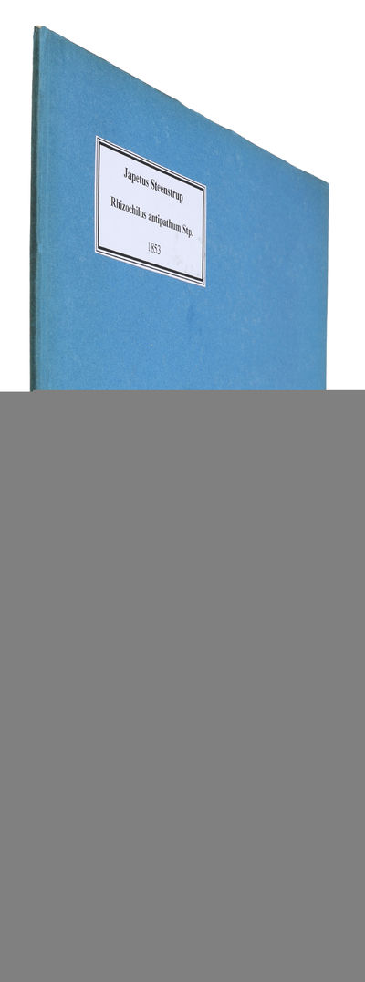 Rhizochilus antipathum Stp. en til Purpurafamilien hörende ny Slægt og Art af Snegle, der lever fastklæbet paa Grenene af Antipathesbuske. (Offprint from "Det Kgl. Danske Videnskabernes Selskabs Skrifter"). (photo 2)