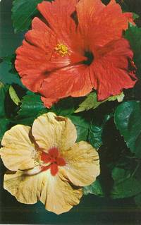 Florida Hibiscus unused Postcard