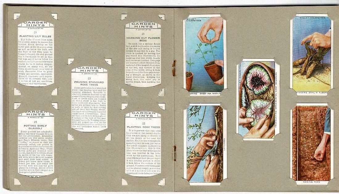 wills cigarette cards garden hints Wills Garden Hints Cigarette Picture-Cards in Album by W. D. & H. O. Wills  | Soft cover | Imperial Tobacco