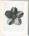 View Image 5 of 9 for Urformen der Kunst Inventory #49072