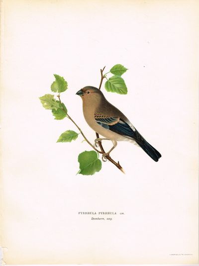 Pyrrhula pyrrhula. Domherre, ung. (Dompap). Fra…