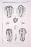 EXPERIMENTAL TERATOLOGY. Untersuchungen über die Entstehung der Missbildungen zunächst in den Eiern der Vögel. [Investigations on the early development of malformations in the eggs of birds]