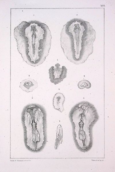 EXPERIMENTAL TERATOLOGY. Untersuchungen über die Entstehung der Missbildungen zunächst in den Eiern der Vögel. [Investigations on the early development of malformations in the eggs of birds]