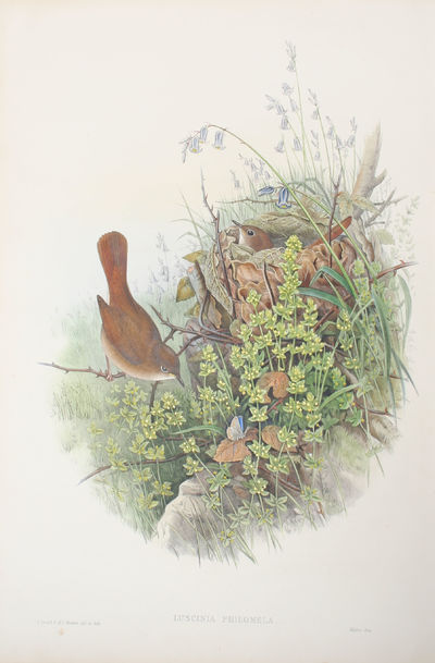 Luscina Philomela. Nightingale.