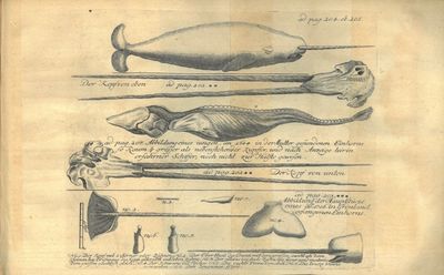 Nachrichten von Island, Grönland und der Strasse Davis, zum wahren Nutzen der Wissenschaften und der Handlung. Mit Kupfern, und einer nach den neuesten und in diesem Werke angegebenen Entdeckungen, genau eingerichteten Landcharte. Nebst einem Vorberichte von den Lebensumständen des Herrn Verfassers. Mit Kön. Pohln. und Churf. Sächsis. Freyheit. (photo 3)