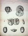 Cours sur la Generation, l'Ovologie et l'Embryologie, [Course on Generation, Ovology and Embryology, given at the Natural History Museum in 1836, by Professor Flourens]