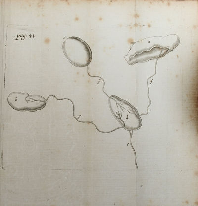 De Musculis et Glandulis Observationum Specimen. Cum Epistolis duabus Anatomicis. (And) Observationes Anatomicæ, quibus Varia Oris, Oculum, & Narium vasa describuntur, novique salivæ, lacrymarum & muci fontes deteguntur. Et Novum Nobilissimi Bilsii De... - [DUCTUS STENONIANI ETC.] (photo 2)