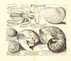 Rariora Musei Besleriani quae olim...; (photo 7)