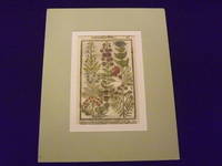 Paradisi in Sole Paradisus Terrestris or, Garden of All Sorts of Pleasant Flowers…