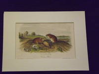 image of Quadrupeds of North America: Cotton Rat.
