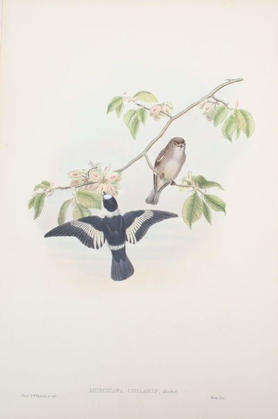 Musicapa Collaris, Bechst. White-collared…