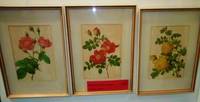 SET OF 3 ROSES by ANON - from BOOKLOVERS PARADISE (SKU: 11828)
