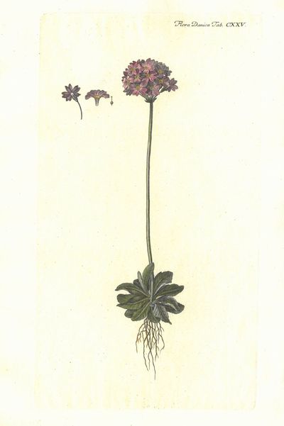 Plansje CXXV fra Flora Danica. Tredje hefte.