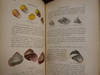Manuel De Conchyliologie Et De Paléontologie Conchyliologique