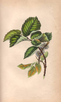 image of The Spirit of the Woods; Illustrated by Coloured Engravings by the Author of "The Moral of Flowers"