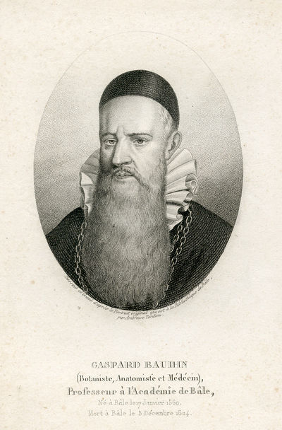 Botaniste, Anatomiste et Medecin, Professeur a l'Academie de Bale. Engraved Portrait by Ambroise Tardieu