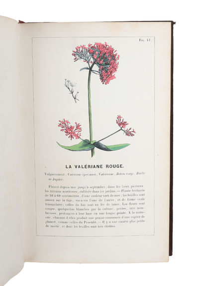 Lecons Élémentaires de Botanique fondées sur l'Analyse de 50 Plantes vulgaires et formant un Traité complet d'Organographie et de Physiologie Végétable. 1.-2. Partie + Atlas.(all). (photo 3)