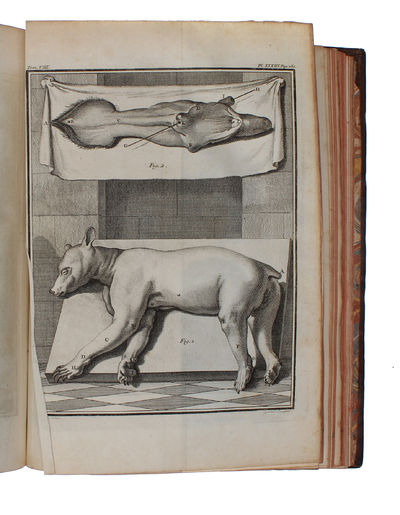 Histoire Naturelle, Générale et Particulière, avec la description du Cabinet du Roy (15 vols.) (+) Supplément à l'Histoire naturelle (6 vols) (+) Histoire naturelle des Oiseaux (9 vols) (+) Quadrupedes Ovipares et des Serpens (2 vols). 32 vols. - [FIRST "COMPLETE SURVEY OF NATURAL HISTORY IN POPULAR FORM" - PMM 198] (photo 12)