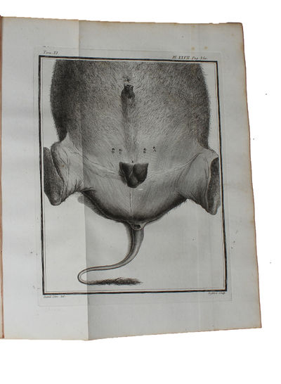 Histoire Naturelle, Générale et Particulière, avec la description du Cabinet du Roy (15 vols.) (+) Supplément à l'Histoire naturelle (6 vols) (+) Histoire naturelle des Oiseaux (9 vols) (+) Quadrupedes Ovipares et des Serpens (2 vols). 32 vols. - [FIRST "COMPLETE SURVEY OF NATURAL HISTORY IN POPULAR FORM" - PMM 198] (photo 16)