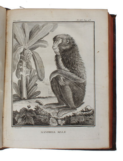 Histoire Naturelle, Générale et Particulière, avec la description du Cabinet du Roy (15 vols.) (+) Supplément à l'Histoire naturelle (6 vols) (+) Histoire naturelle des Oiseaux (9 vols) (+) Quadrupedes Ovipares et des Serpens (2 vols). 32 vols. - [FIRST "COMPLETE SURVEY OF NATURAL HISTORY IN POPULAR FORM" - PMM 198] (photo 5)